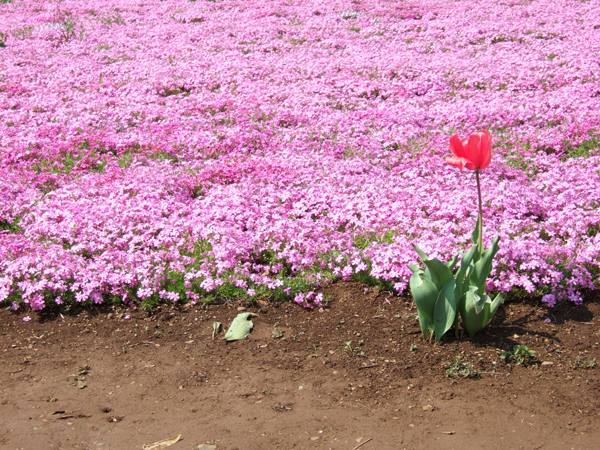 芝桜