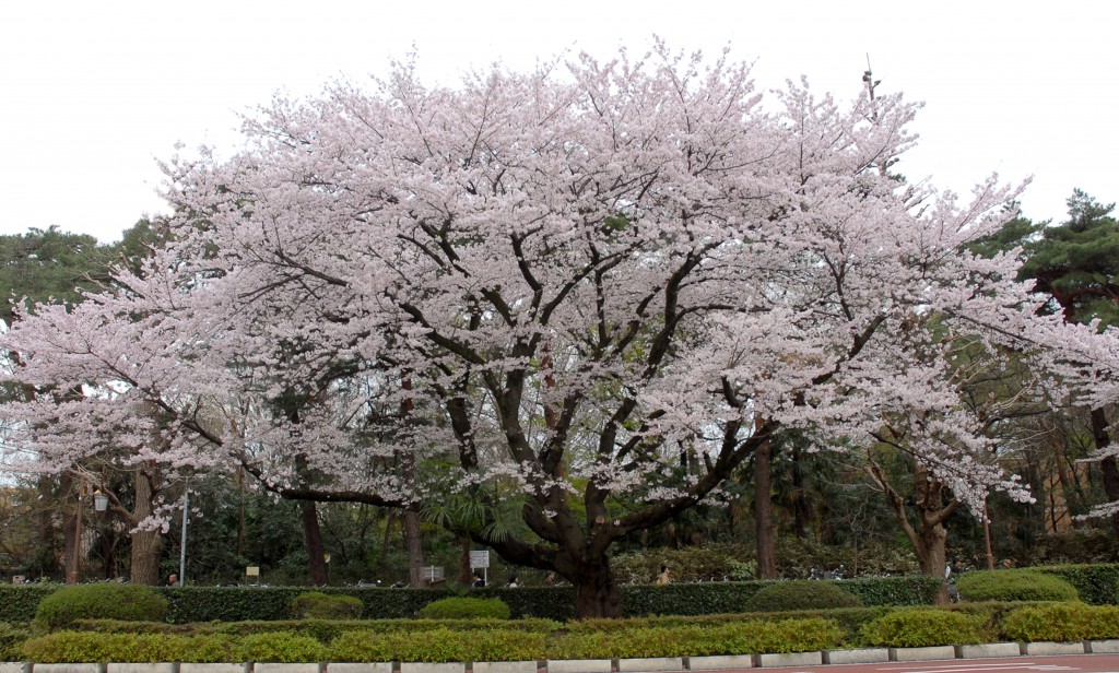 大学通／桜