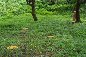 imgp177-1